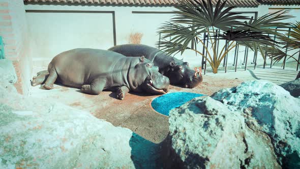 Hippo Couple Laying in the Sun Romantic Jungle Valentines Hearts and Farts