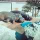 Hippo Couple Laying in the Sun Romantic Jungle Valentines Hearts and Farts - VideoHive Item for Sale