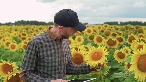 Farmer Man Stands in Field of Sunflowers and Works on a Screen Tablet Checks the Harvest Ecologist alt