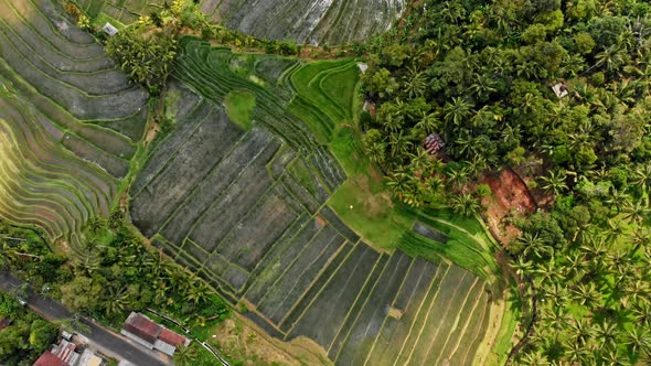 Jatiluwih Rice Terraces Bali alt