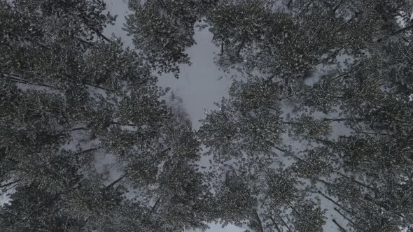 Mesmerizing top down aerial view over a snow covered forest in winter.