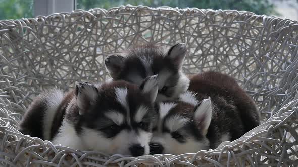 Group Of Siberian Husky Puppies Sleeping On White Wicker Chair Under Sunlight Slow Motion  alt