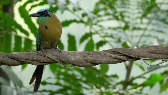 Colorful Motmot Bird in its Natural Habitat in the Forest Woodland