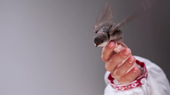 Barn Swallow  Hirundo Rustica in Ukrainian Woman Hands alt
