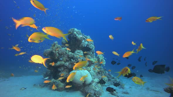 Coral Garden Fish Scene alt