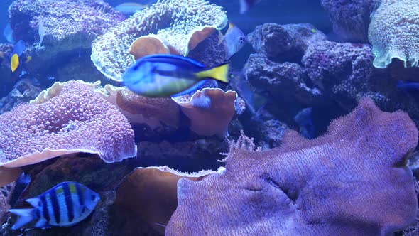 Species of Soft Corals and Fishes in Lillac Aquarium Under Violet or Ultraviolet Uv Light. Purple alt