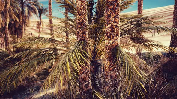 Palm Trees and the Sand Dunes in Oasis alt