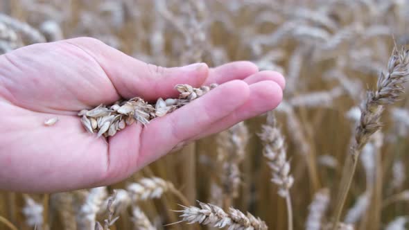 A Farmer Checks Quality of the Crop Before Harvesting in a Wheat Field alt