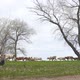 A Herd of Cows Walks Through a Green Meadow Against Cloudy Sky - VideoHive Item for Sale