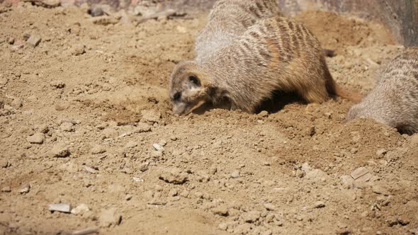 Cute Meerkats Digging Holes Together in Sandy Soil of a Zoo in Summer 