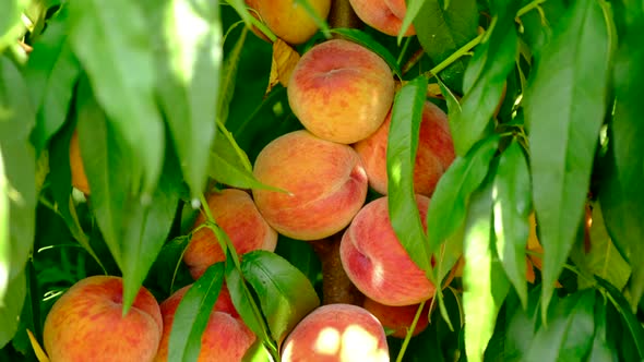 Delicious Fresh Peach Fruits Ripen on Tree Branch in Garden