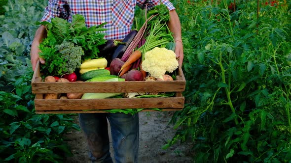 Harvest Vegetables in the Garden in the Hands of a Male Farmer alt