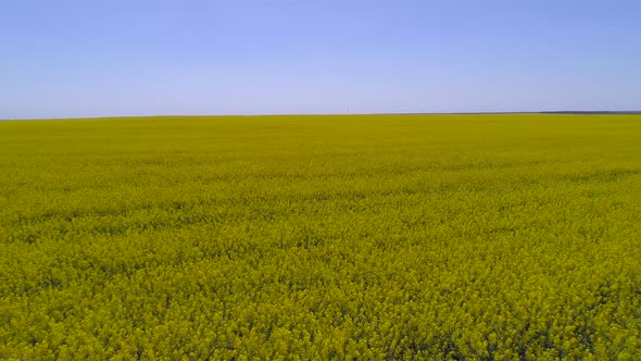 Aerial View of a Field with Rape