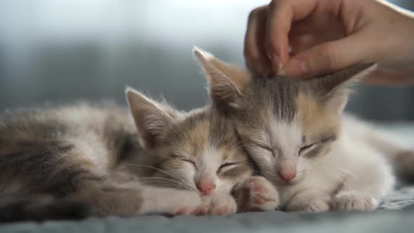 A Female Hand is Stroking Two Sleeping Kittens