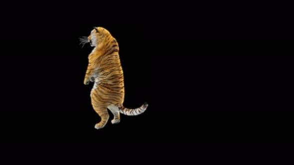 68 Tiger Dancing 4K alt