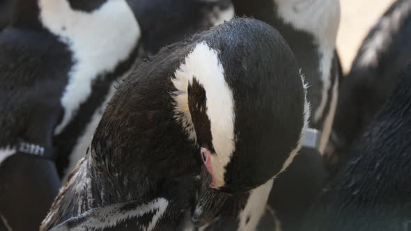 Cheery Black and White Penguin Rubbing Its Feather with Its Beak in a Zoo in Summer