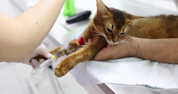 Veterinarian Makes Injection From Syringe to Red Cat alt