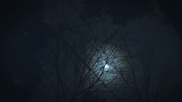 The Moon Shines Through the Branches of Trees alt