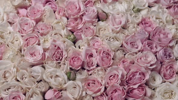 Thriving of Full Bloom Flowerscape Floral Visual of Live Flowers Roses Background alt