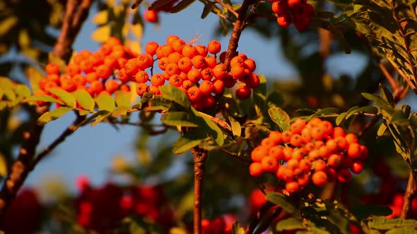 Berries Ripe Rowan on a Branch in Autumn