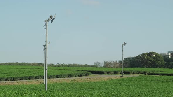 a quiet green tea field Staff in charge of green tea. alt