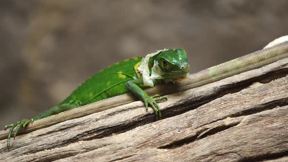 Lesser Antillean Green Iguana (Iguana delicatissima) on wood alt