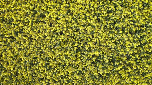 Yellow Field of Flowering Colza, Rape at Summer Day, Top View