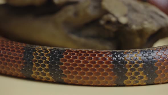 Sinaloan Milk Snake Lampropeltis Triangulum Sinaloae Twisted Around Wooden Branch in Studio on a alt