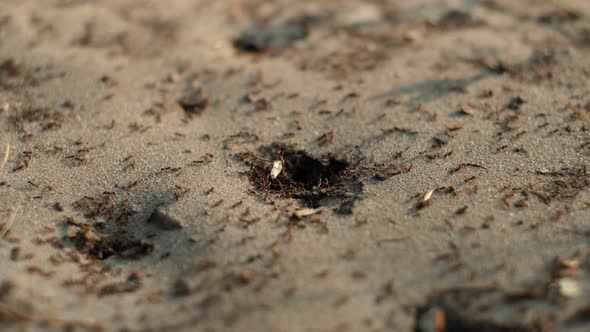 Moving colony ants close-up. Worker ants enter and exit their nest. 4K UHD video alt