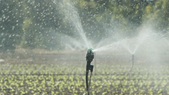 Sprinklers water lettuce plants in a large field after planting, slow motion footage alt