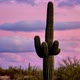Cactus Sunset Time Lapse - VideoHive Item for Sale