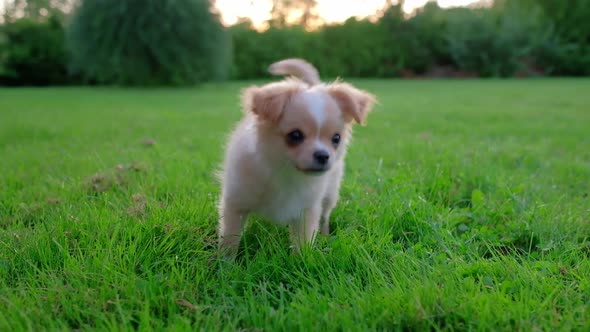 Small Cute Chihuahua Puppy Playing Outdoors at Sunset