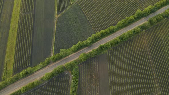 Footage Winding Country Road in the Field alt