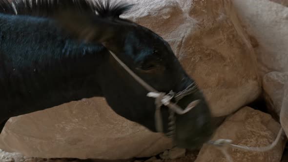 A Donkey of a Dark Color on a Leash, Very Exhausted alt
