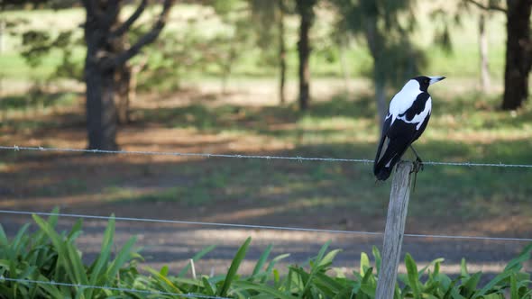Australian Magpie Bird Sitting Still On A Barbwire Fence alt