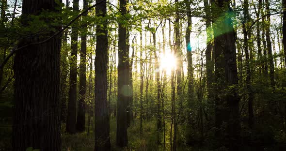 Sunlight Passes Amongst Tree Trunks In Lush Forest Time Lapse