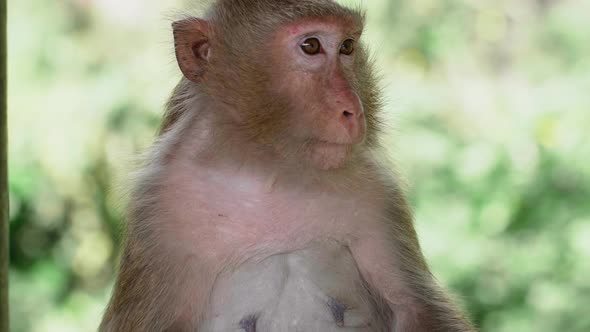 Rhesus Macaque Monkey Sitting on the Tree Angry Talking and Jumping Away alt