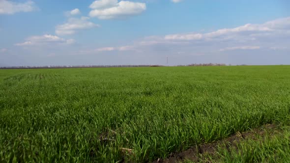 Aerial high speed above bright green spring field