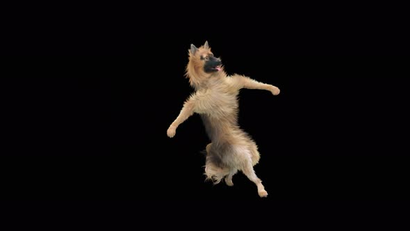 Dog Dance 4K alt