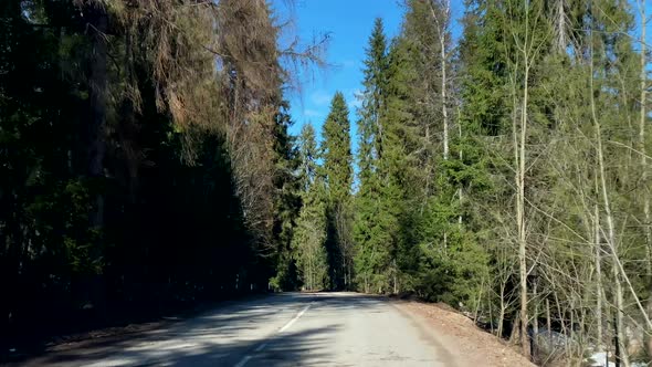 Car driving on road in spruce forest. View from car windshield window. Trip, travel by car. Nature