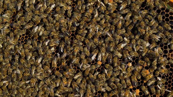 Bees collect nectar. Life inside the hive. Beehive in the apiary. Close-up alt