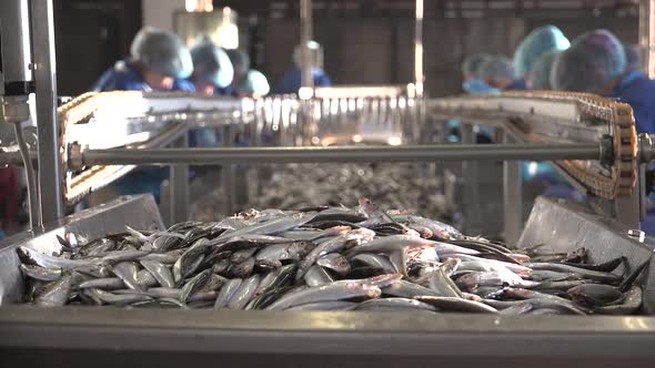 Canned Fish Production Line 18