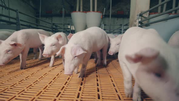 Wandering Piglets in the Farm Yard alt