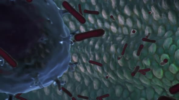 Antibodies destroy an infected cell by a virus, immune defense kills the infected cell alt