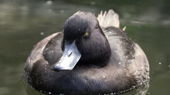Close Up Of A New Zealand Scaup (Black Teal) Floating On Water Surface, static shot alt