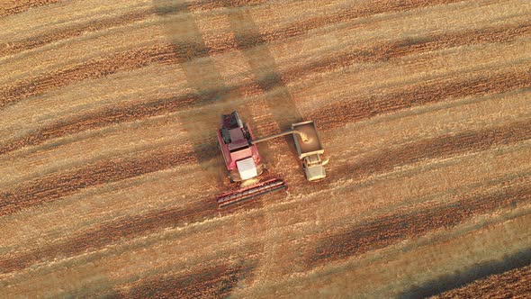 Aerial Top View of Combine Harvester Pours Grain Into the Back of a Truck alt