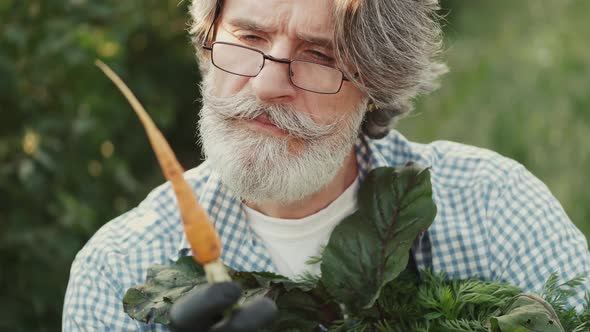 Farmer Looking at His Organic Vegetables on a Plantation on Sunset alt