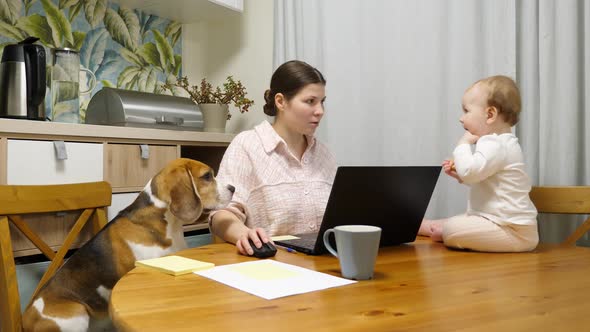 Young mother trying to work on her laptop, baby and dog distracting her alt