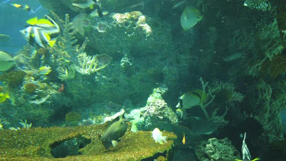 The Underwater World alt