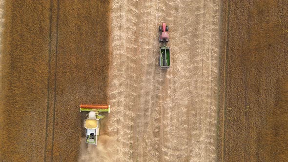 Aerial View of Combine Harvester Working During Harvesting Season on Large Ripe Wheat Field alt